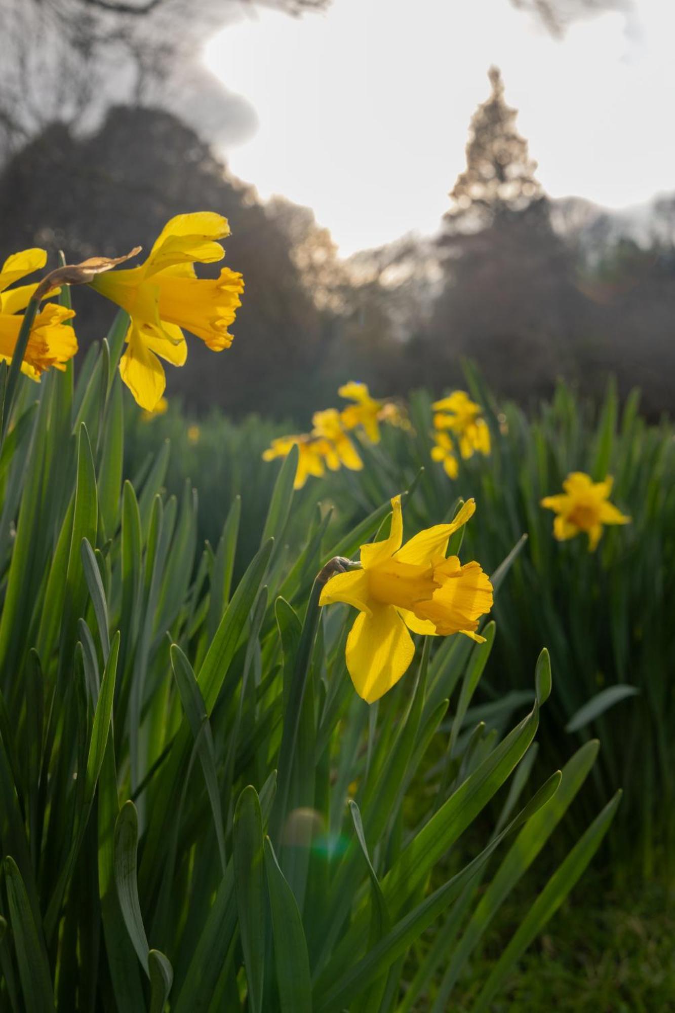 The Forest At Mount Congreve Gardens Kilmeaden Exteriér fotografie